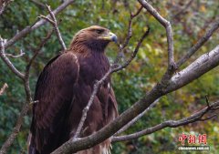 珍稀鸟类金雕现身湖北巴东金丝猴自然保护区